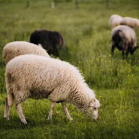 Panocek 3* Bialka Tatrzanska